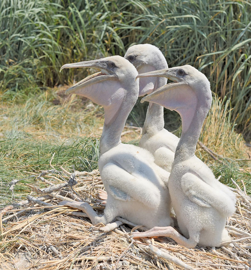 Brown pelican chicks